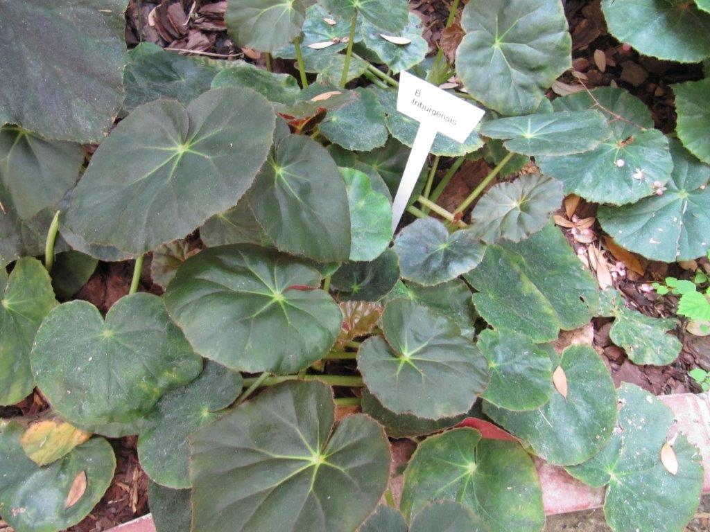 B. friburgensis